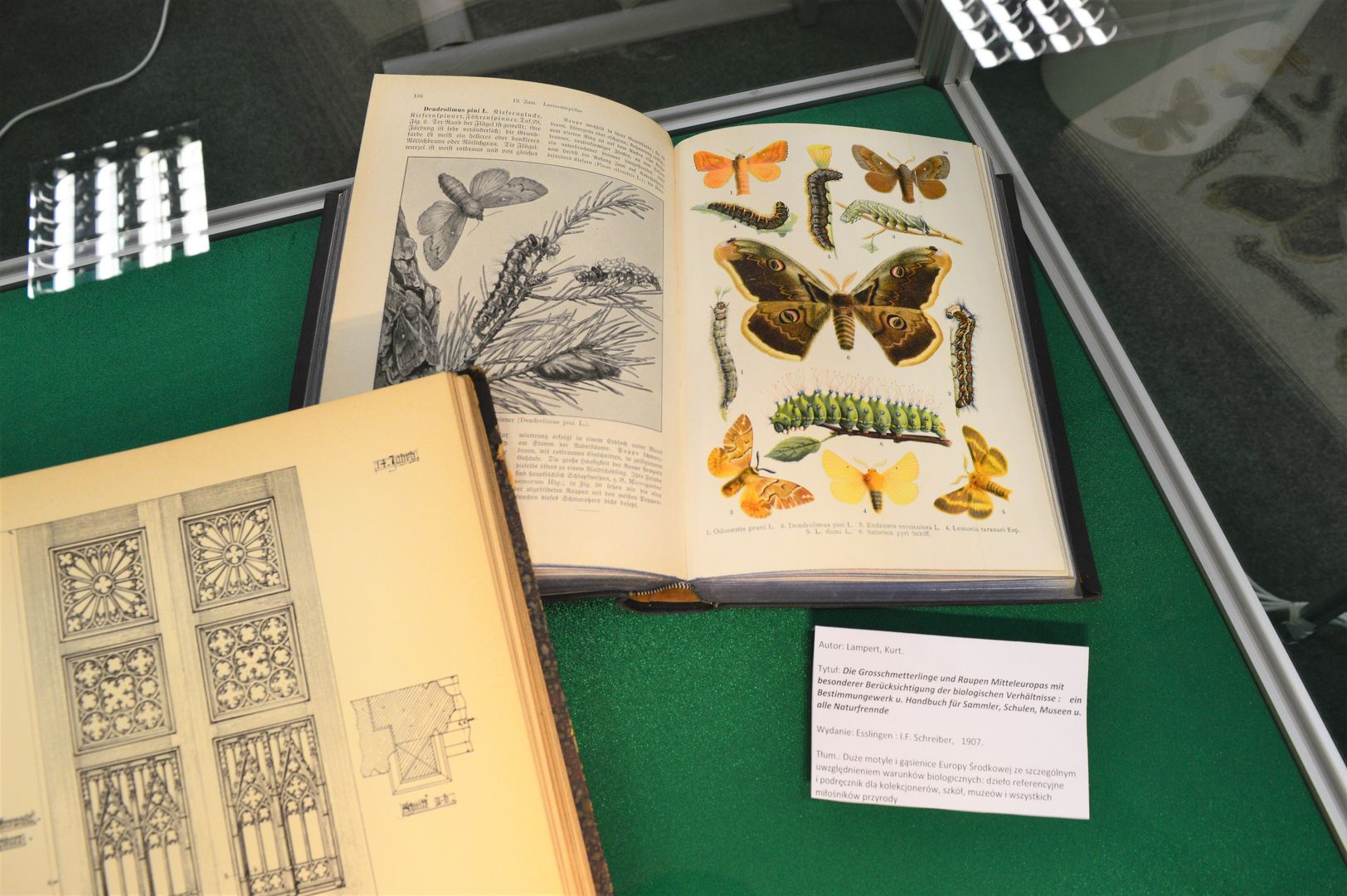 Kolorowa rycina przedstawiająca motyle i gąsięnnice z książki na temat entomologii