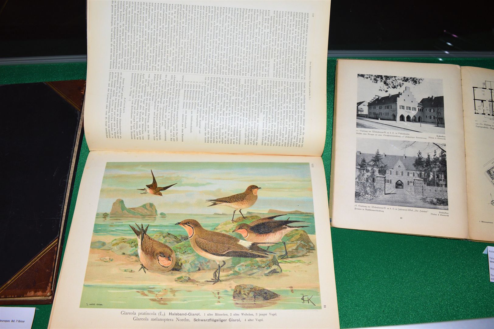 Kolorowa rycina przedstawiająca ptaki z ksiązki archiwalnej