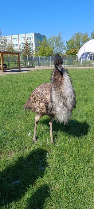 Samiec emu prezentuje pióra na szyi i nadyma sakwę