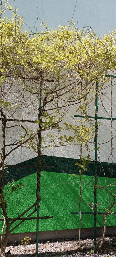 Glicynia czyli wisteria jeszcze przed kwitnieniem