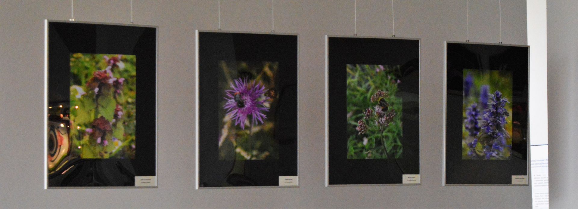 Fotografia przedstawia cztery zdjęcia z wystawy Polne kwiaty