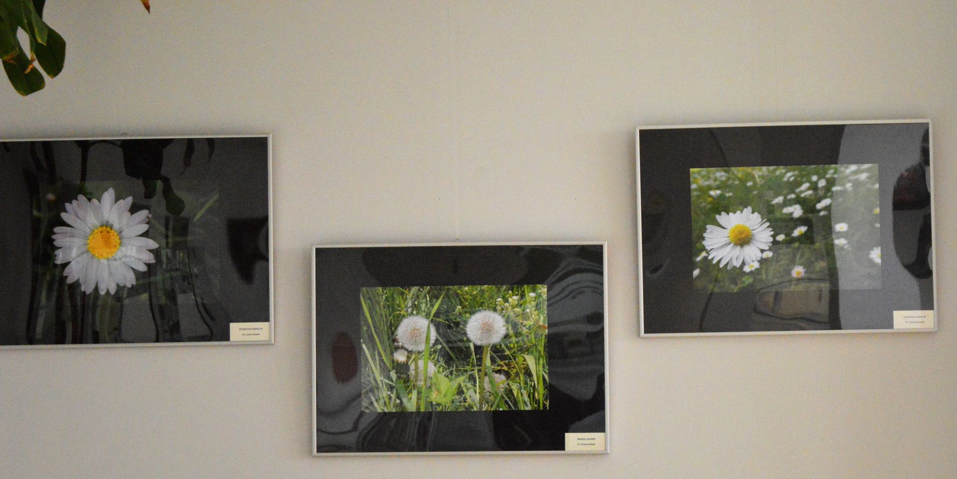 Trzy fotografie przedstawiające białe kwiaty polne