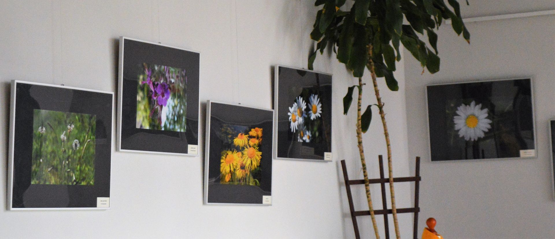 Galeria Suplement z wystawą fotograficzną Polne kwiaty