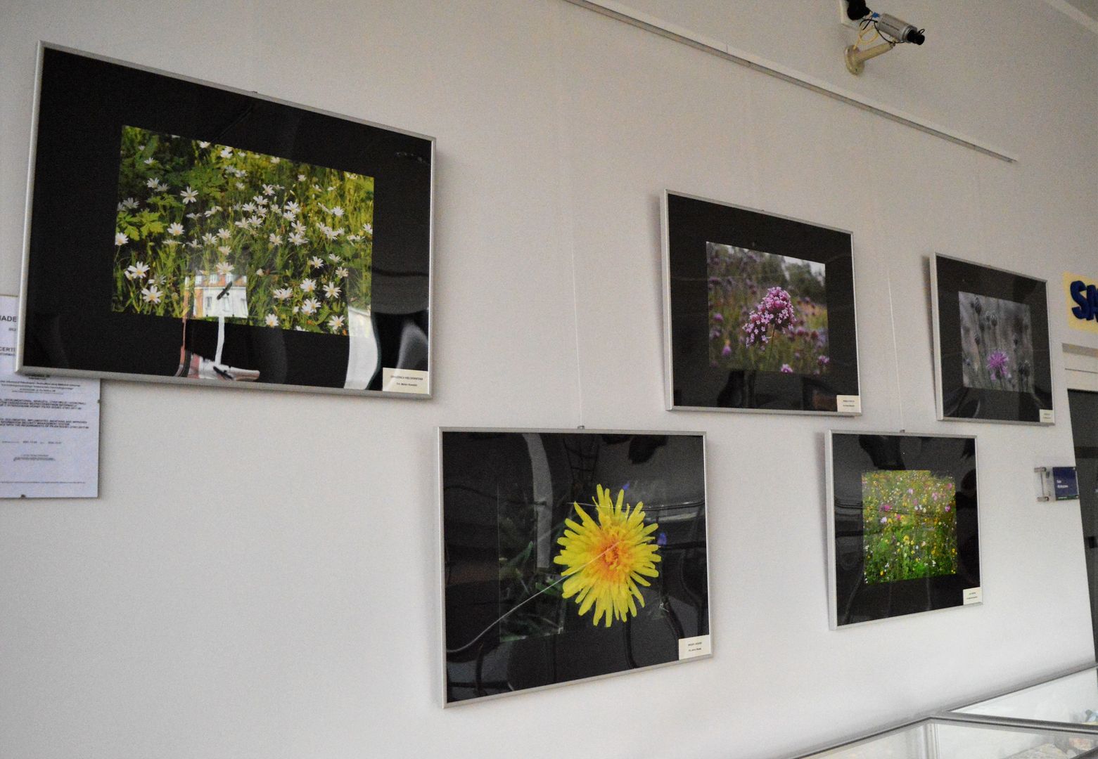 Kilka prac na wystawie fotografii Polne kwiaty