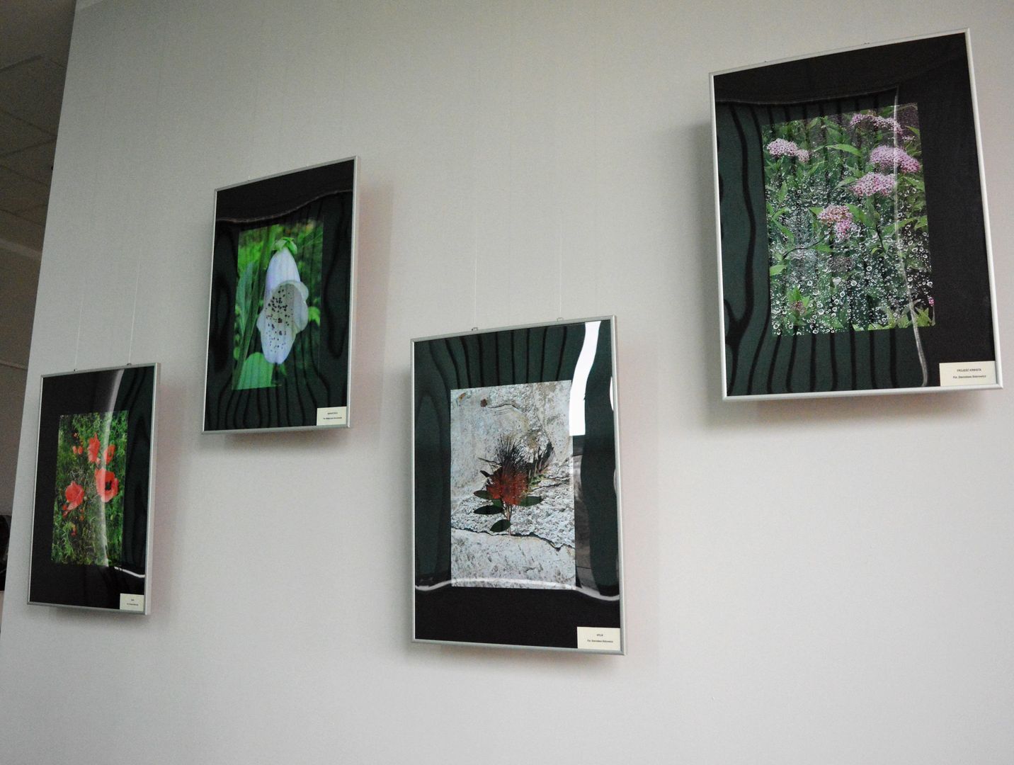 Fotografie w galerii Suplement przedstawiające polne kwiaty