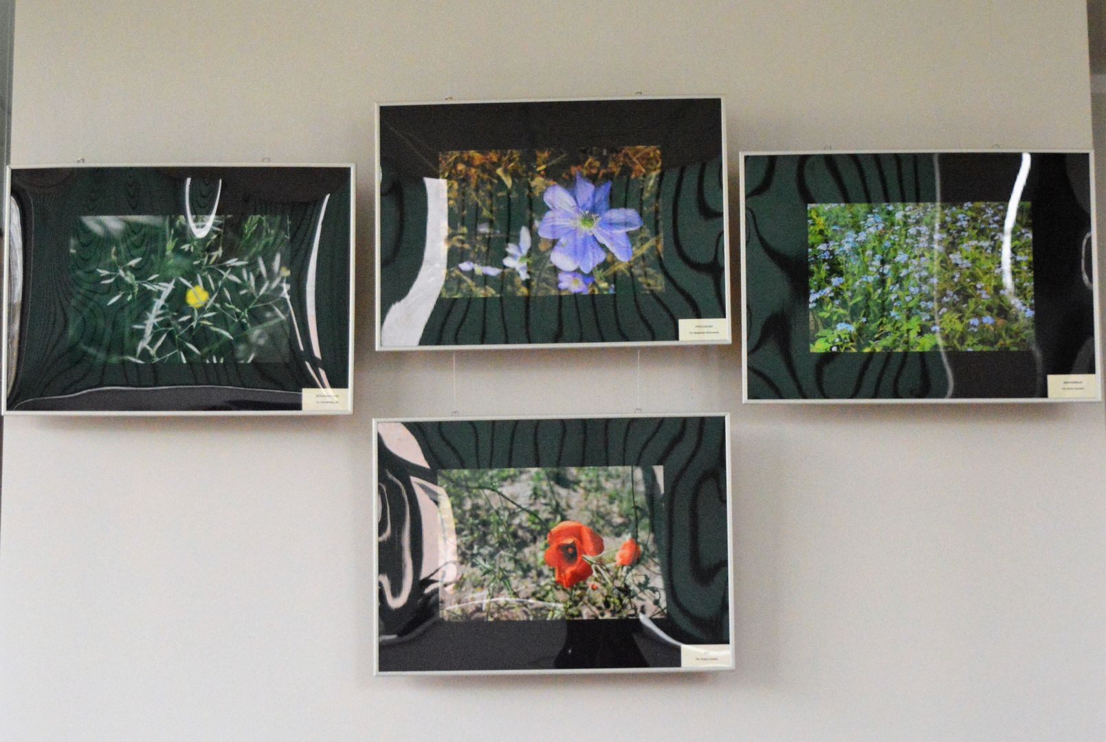 Cztery fotografie przedstawiające polne kwiaty