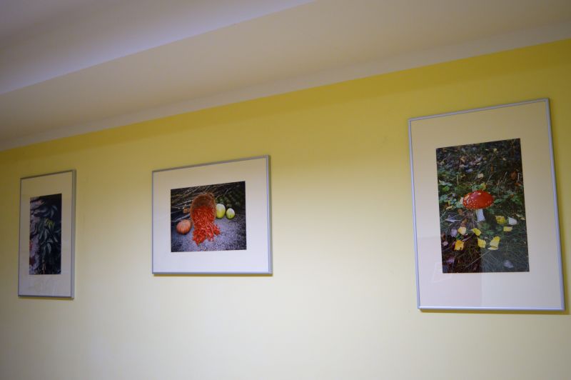Trzy prace, na pierwszym planie fotografia przedstawiająca muchomora czrwonego w leśnym poszyciu